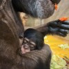simpanz, zoo-ljubljana, novorojenec