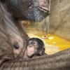 simpanz, zoo-ljubljana, novorojenec