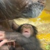 simpanz, zoo-ljubljana, novorojenec