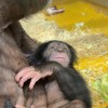 simpanz, zoo-ljubljana, novorojenec