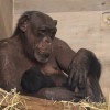 simpanz, zoo-ljubljana, novorojenec