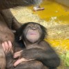 simpanz, zoo-ljubljana, novorojenec