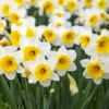 narcise-gerlex-spring-flowers-5094462.jpg