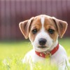 Jack Russel, pasma, pes