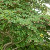 Enkianthus campanulatus
