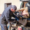 korekcija-parkljev-kokol, krave, krava, kravice, obrezovanje-parkljev