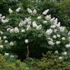 Hydrangea quercifolia 'Snow Queen'