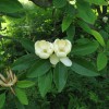 Magnolia virginiana