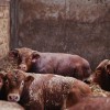 štefan-cigüt, cigut, kmetija-cigüt-noršinci, krave, biki, krava, bik, goveda, živinoreja, kmetijstvo