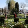 mozirski-gaj, mozirski-gaj-park-cvetja, razstava-pomladnega-cvetja, 48-razstava-pomladnega-cvetja, tulipani, cvetlice, roze