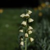 mozirski-gaj, mozirski-gaj-park-cvetja, razstava-pomladnega-cvetja, 48-razstava-pomladnega-cvetja, tulipani, cvetlice, roze