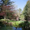 mozirski-gaj, mozirski-gaj-park-cvetja, razstava-pomladnega-cvetja, 48-razstava-pomladnega-cvetja, tulipani, cvetlice, roze