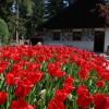 mozirski-gaj, mozirski-gaj-park-cvetja, razstava-pomladnega-cvetja, 48-razstava-pomladnega-cvetja, tulipani, cvetlice, roze