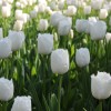 mozirski-gaj, mozirski-gaj-park-cvetja, razstava-pomladnega-cvetja, 48-razstava-pomladnega-cvetja, tulipani, cvetlice, roze