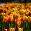 mozirski-gaj, mozirski-gaj-park-cvetja, razstava-pomladnega-cvetja, 48-razstava-pomladnega-cvetja, tulipani, cvetlice, roze