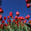 mozirski-gaj, mozirski-gaj-park-cvetja, razstava-pomladnega-cvetja, 48-razstava-pomladnega-cvetja, tulipani, cvetlice, roze