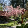 mozirski-gaj, mozirski-gaj-park-cvetja, razstava-pomladnega-cvetja, 48-razstava-pomladnega-cvetja, tulipani, cvetlice, roze
