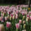 mozirski-gaj, mozirski-gaj-park-cvetja, razstava-pomladnega-cvetja, 48-razstava-pomladnega-cvetja, tulipani, cvetlice, roze