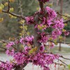 Cercis canadensis