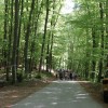 pespot-k-repnicam-2026, bizeljsko