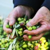 olivno-olje, oljke