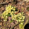 planinski-izlet, ratitovec