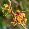zelena lekarna Hamamelis virginiana.jpg