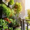 samooskrba, vrt, balkon, urbano-vrtnarjenje