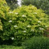 Sambucus nigra "Aurea"