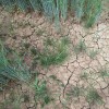 simbolična, suša, razpokana-zemlja, kmetijstvo, polje, sušno