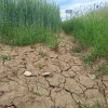 simbolična, suša, razpokana-zemlja, kmetijstvo, polje, sušno