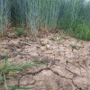 simbolična, suša, razpokana-zemlja, kmetijstvo, polje, sušno