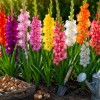 gladiole, balkonsko-cvetje