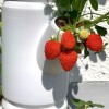 jagode SISSI STRAWBERRY