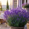 lavanda, sivka