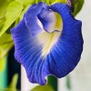Clitoria ternatea