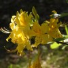 azaleja-na-vrhek