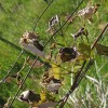 slana, vinograd, vinogradi, vinska-trta