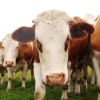krave