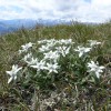 dl_xy_leontopodium_alpinum_bernd_haynold_2007.jpg