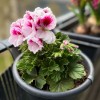 pelargonije, balkonsko-cvetje