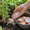 jajcne-lupine, trajnostno-vrtnarjenje