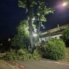 radlje-ob-dravi, lipa