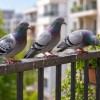 golobi, balkon