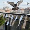 golobi, balkon