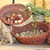 cakcev-dom, praznik-prazenega-krompirja