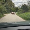 konji dobruška vas.jpg