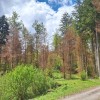 zgs, pozeba
