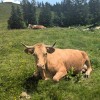 velika-planina