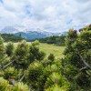 velika-planina